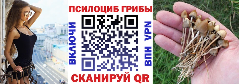 наркошоп  Купино  Галлюциногенные грибы Psilocybe 
